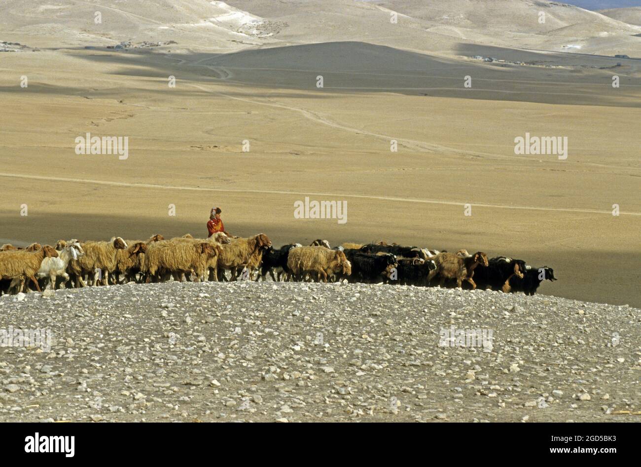 Israele nel deserto del Negev, Beduino pastore e il suo gregge di pecore Foto Stock