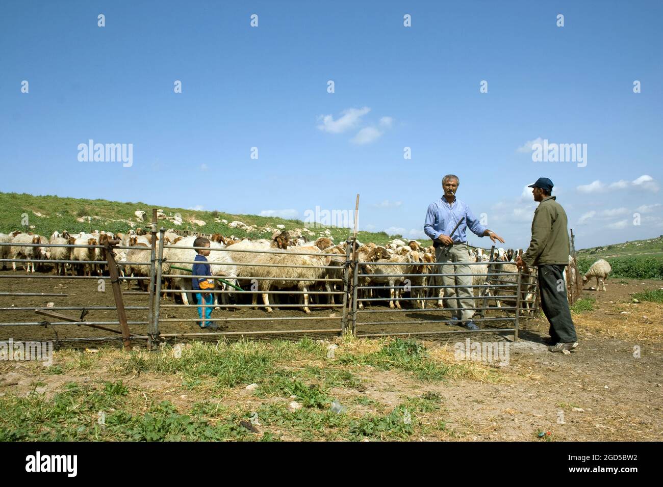 Israele nel deserto del Negev, Beduino pastore e il suo gregge di pecore Foto Stock