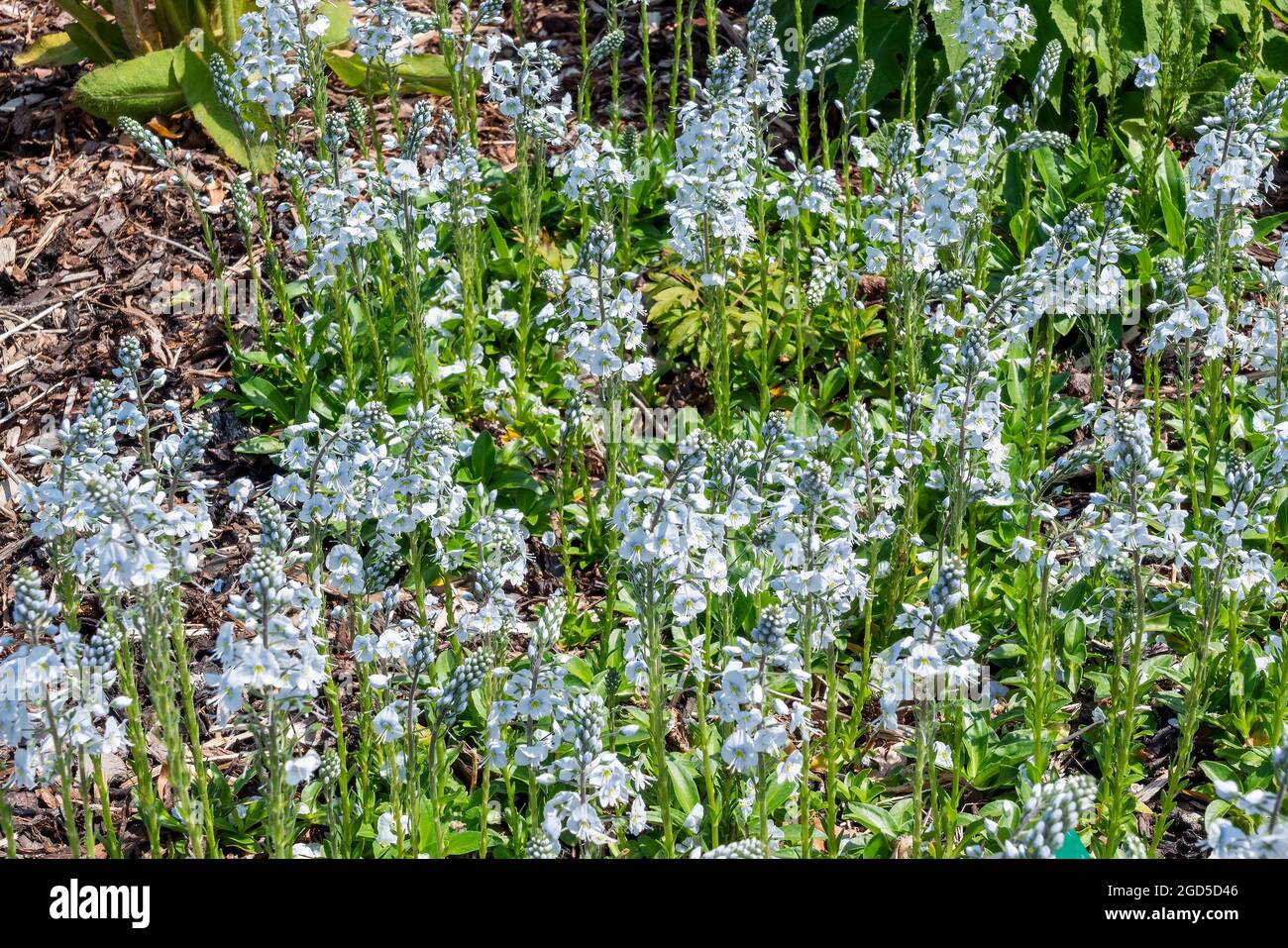 Veronica gentianoides 'Tissington White' una pianta fiorente estiva con un fiore bianco blu estivo comunemente noto come genziana speedwell, stock phot Foto Stock