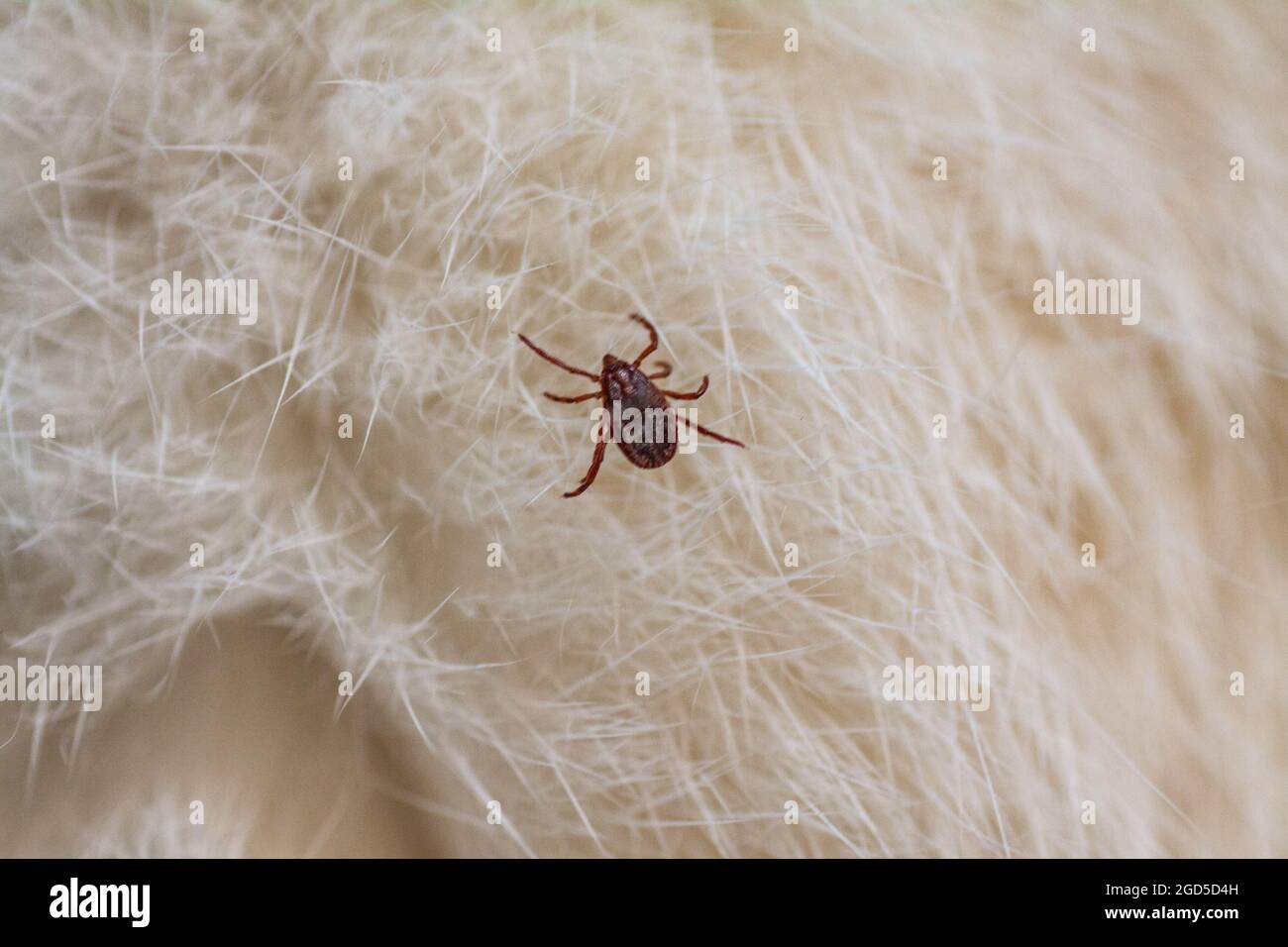 Un segno di spunta infettivo ixodico è attaccato alla testa di un gattino. Un po 'di tick un animale domestico. Trovato un segno di spunta virale succhiare fra i capelli densi di un gatto. Foto Stock