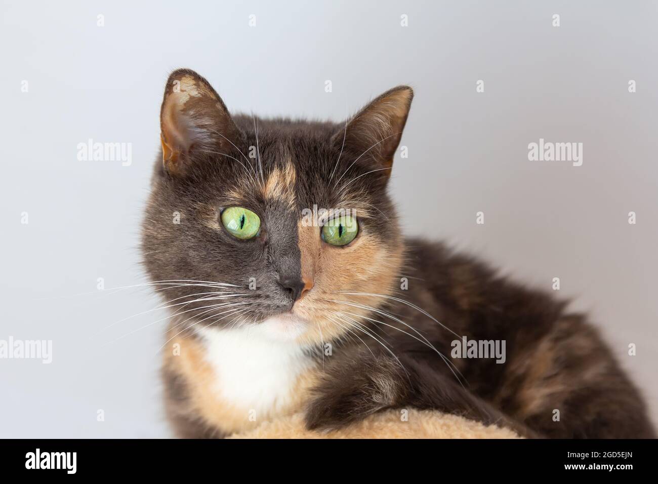 Domestico tricolore (bianco, grigio, rosso) mestizo gatto con occhi giallo-verde su sfondo bianco. Primo piano, vista dal basso. Foto Stock