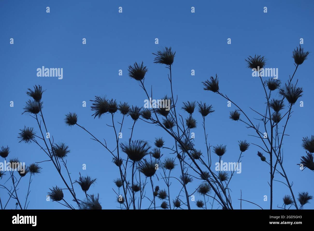 Spiaggia Thistle piante con fiori. Blu ora estate natura sfondo. Foto Stock