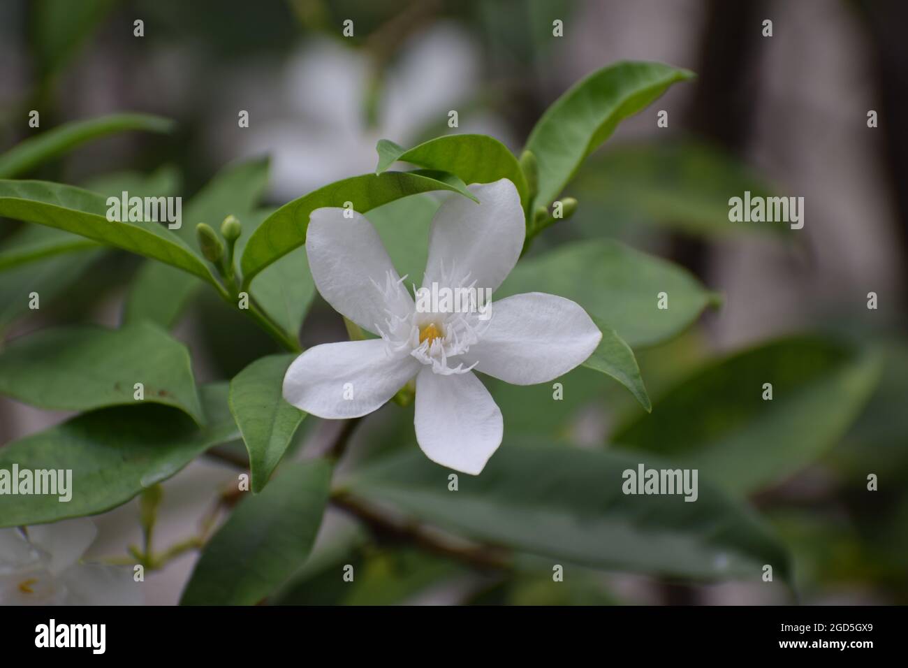 Corallo swirl fiore, Wrightia antidisenterica puro fiore bianco in natura Foto Stock