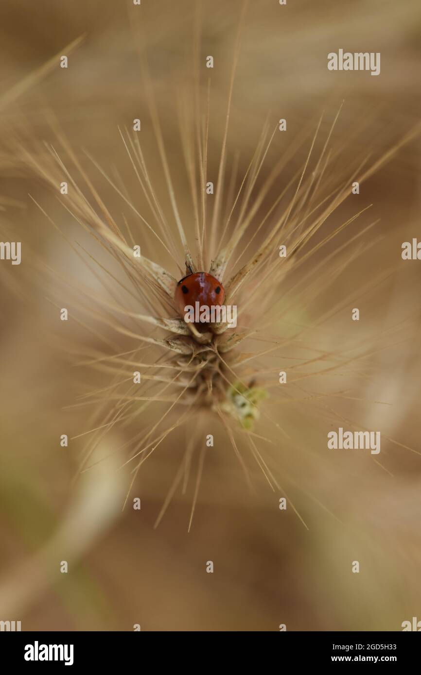 Insetto di Ladybug su pianta di grano appassita. Primavera natura abstract blur. Foto Stock
