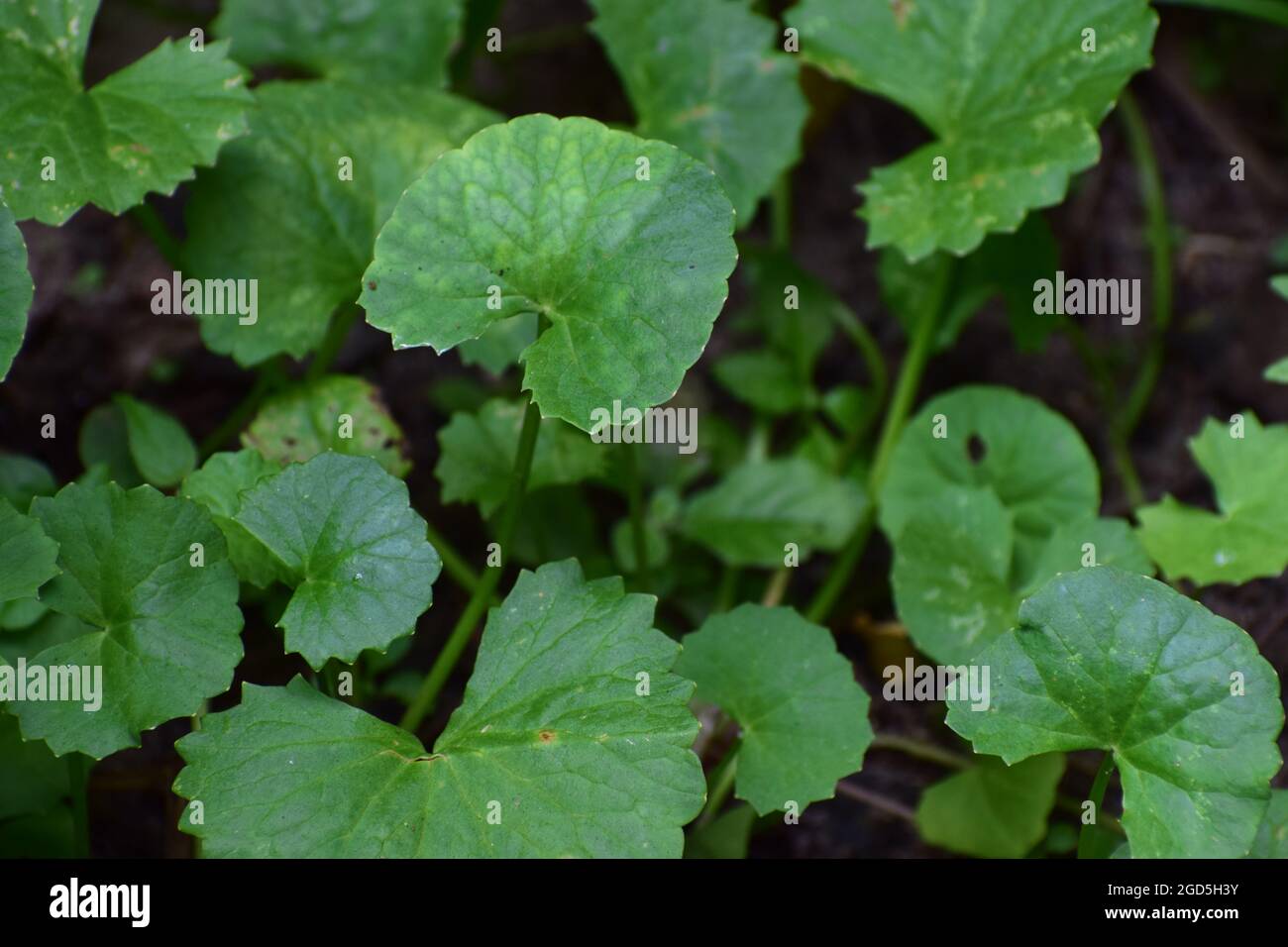 Foglie verdi di Pennywort e piante sulla terra di agricoltura, coltivazione di Pennywort su terreni umidi di fattoria, foglie verdi di piante erbacee Foto Stock