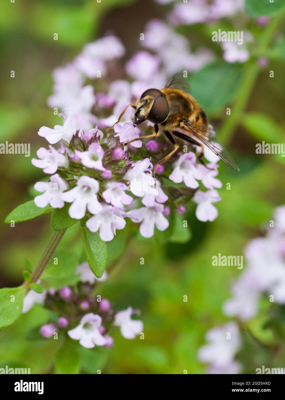 SERICOMYIA SILENTIS Hoverfly Foto Stock