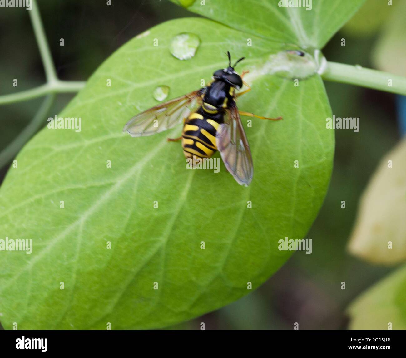 SERICOMYIA SILENTIS Hoverfly Foto Stock