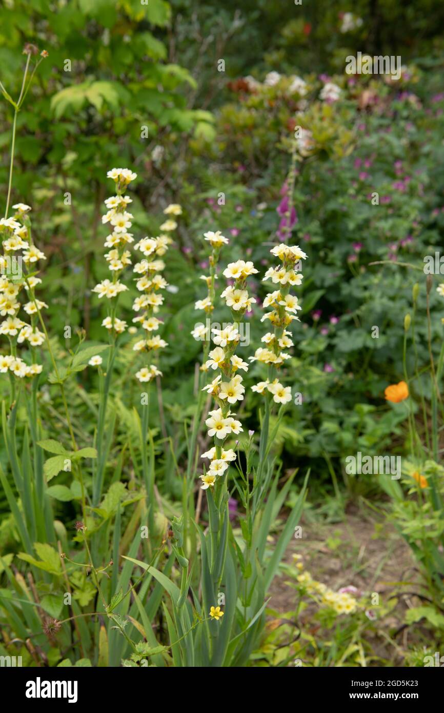 Estate fioritura pale Yellow-Eyed Grass o Yellow Mexican Satin Flower (sisyrinchium striatum) che cresce in un confine erbaceo in un Cottage Garden Foto Stock