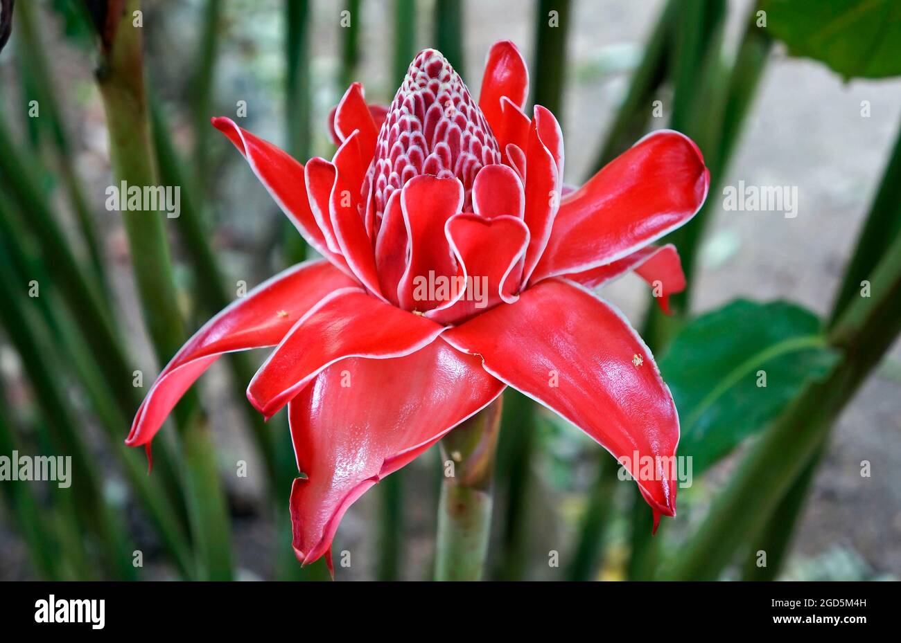 Torcia rossa zenzero fiore (Etlingera Elatior) Foto Stock