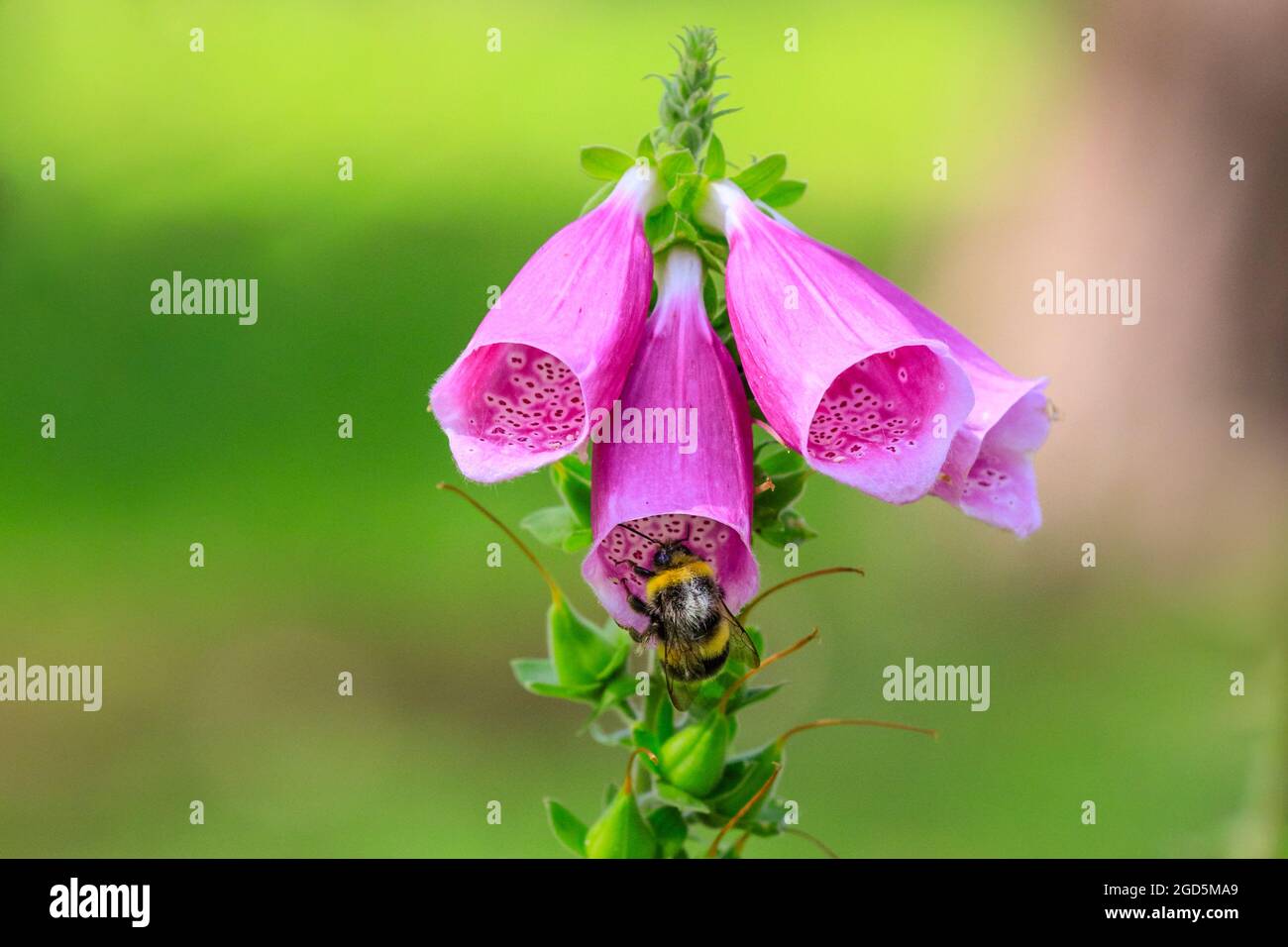 Bumblebee su guanto di fossa viola fiorito (Digitalis purpurea) nel caldo sole estivo Foto Stock