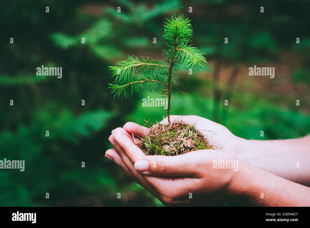 Femmina mano che tiene germoglio wilde pino albero in natura verde fores Foto Stock