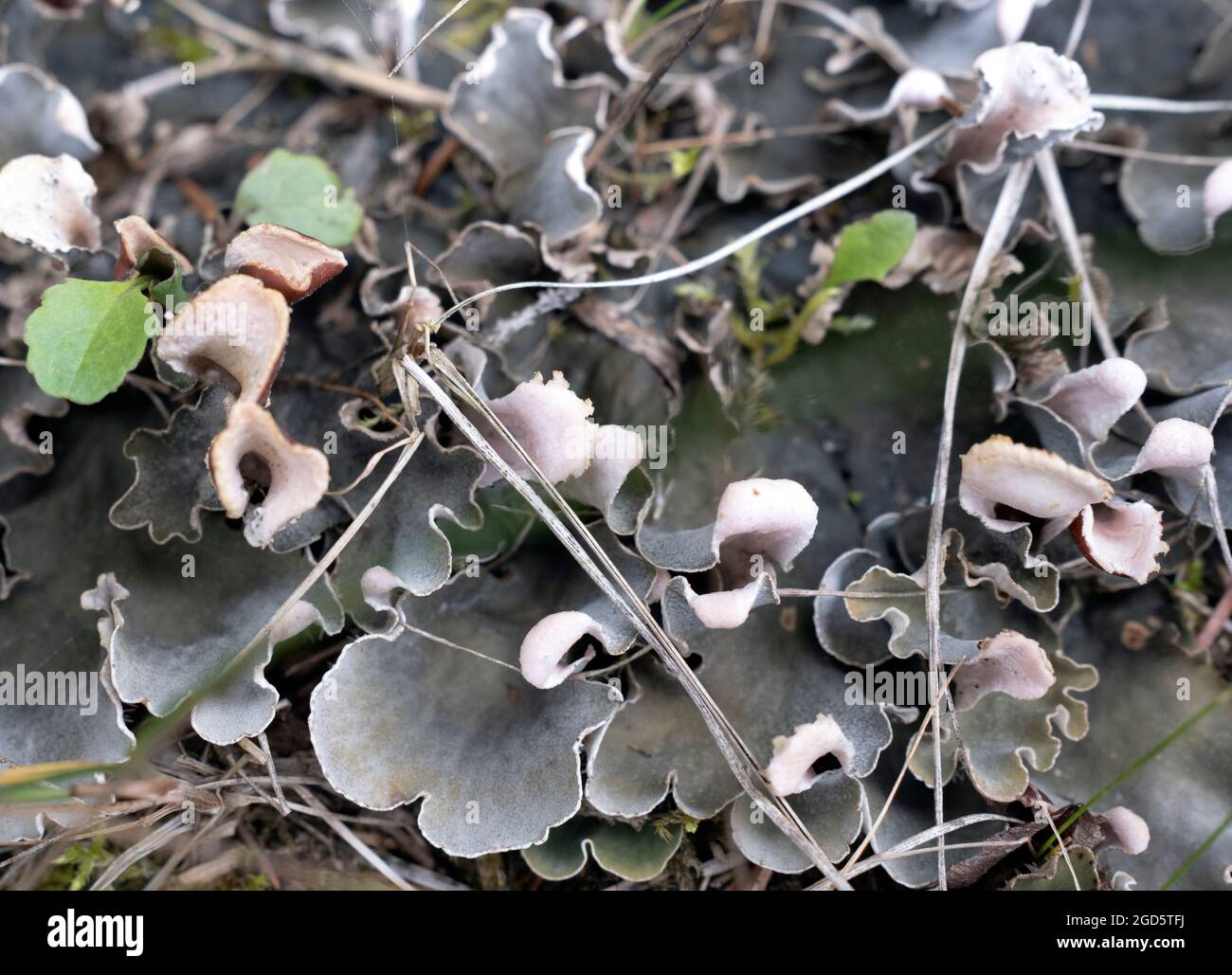 Peltigera sp. Di licheni fogliosi in closeup Foto Stock