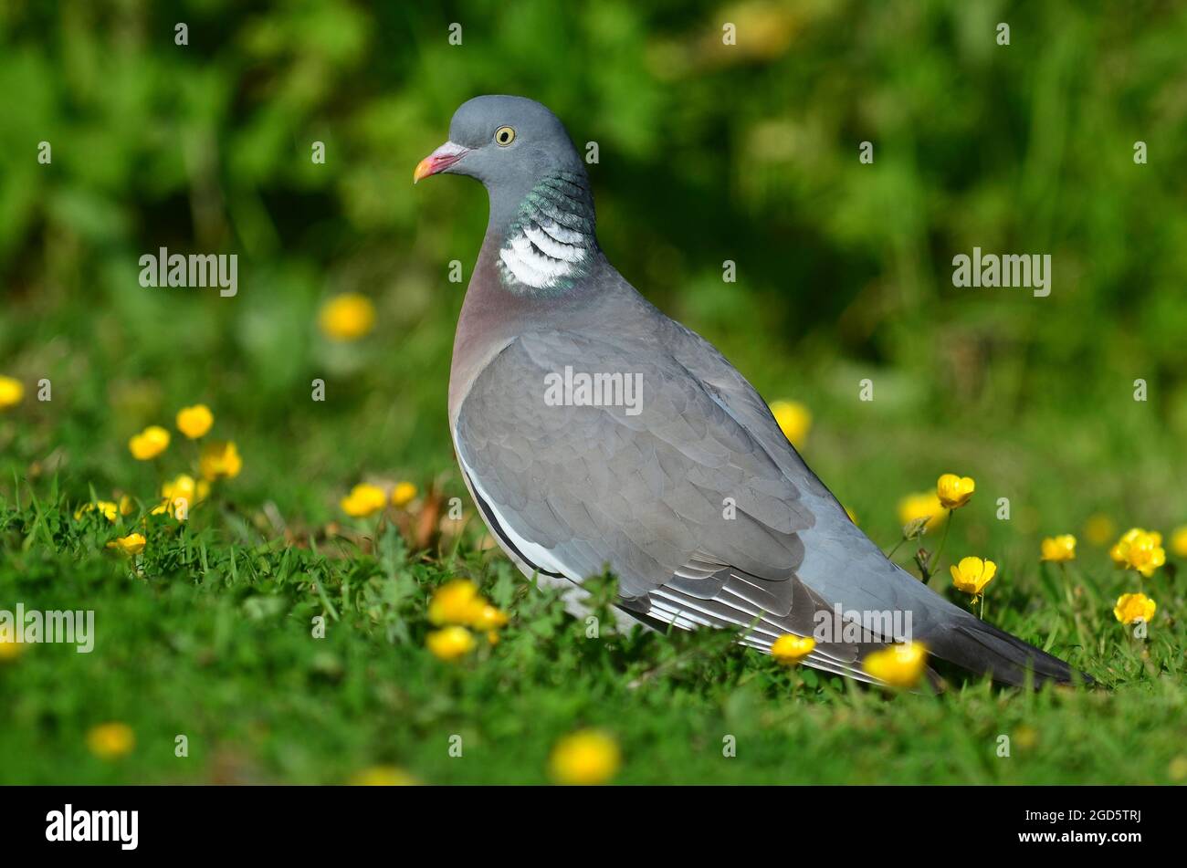 Woodpigeon Foto Stock
