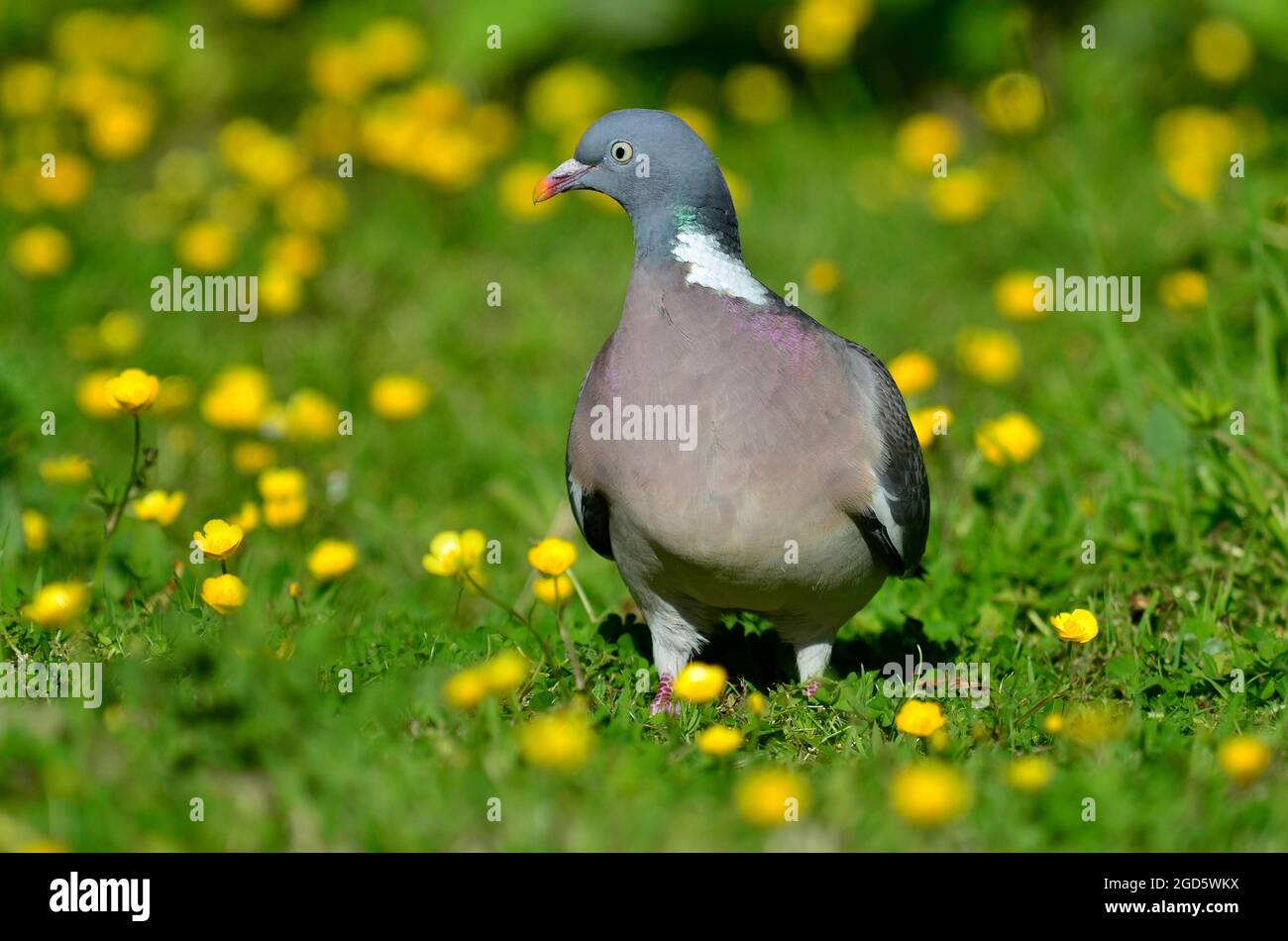 Woodpigeon Foto Stock