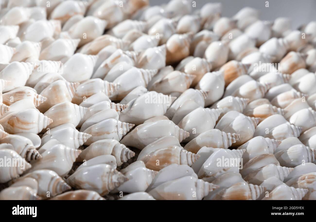 Collana fatta a mano con conchiglie bianche, primo piano con messa a fuoco morbida selettiva. Prodotto artigianale tradizionale delle isole del sud-est asiatico Foto Stock