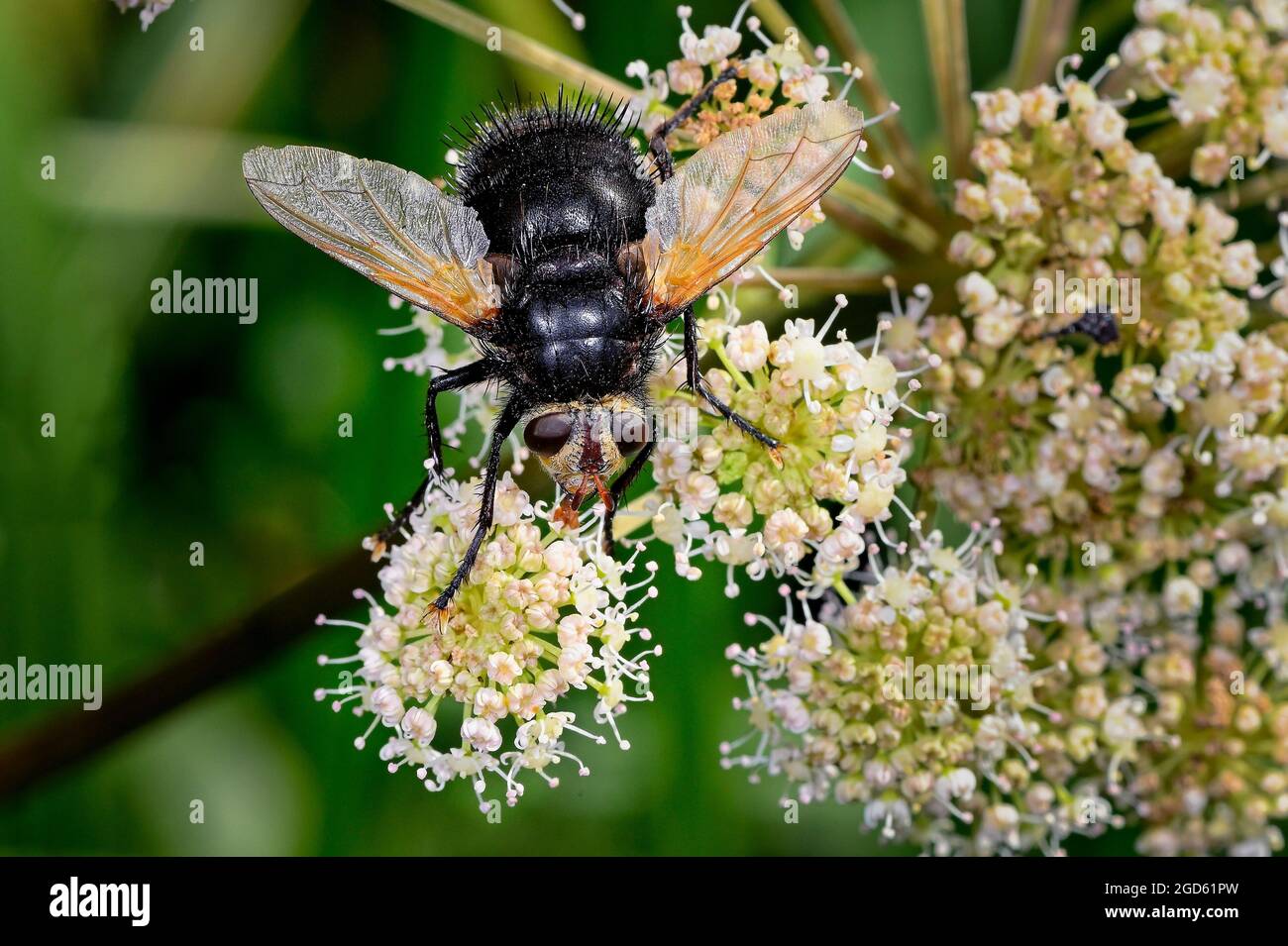 Mosca gigante del tachinid Foto Stock