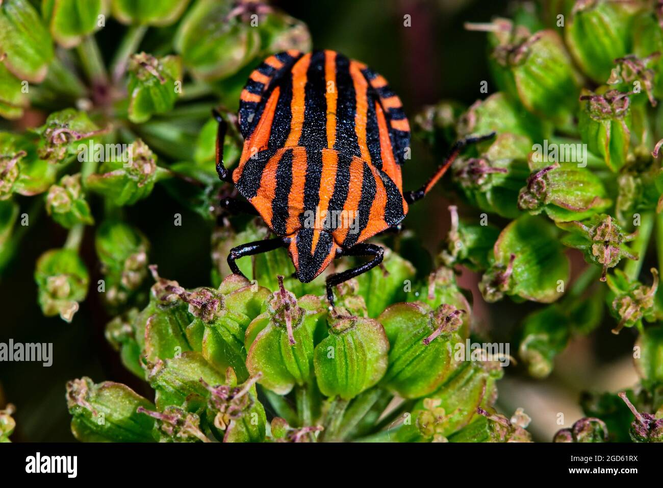 Bug a strisce Foto Stock
