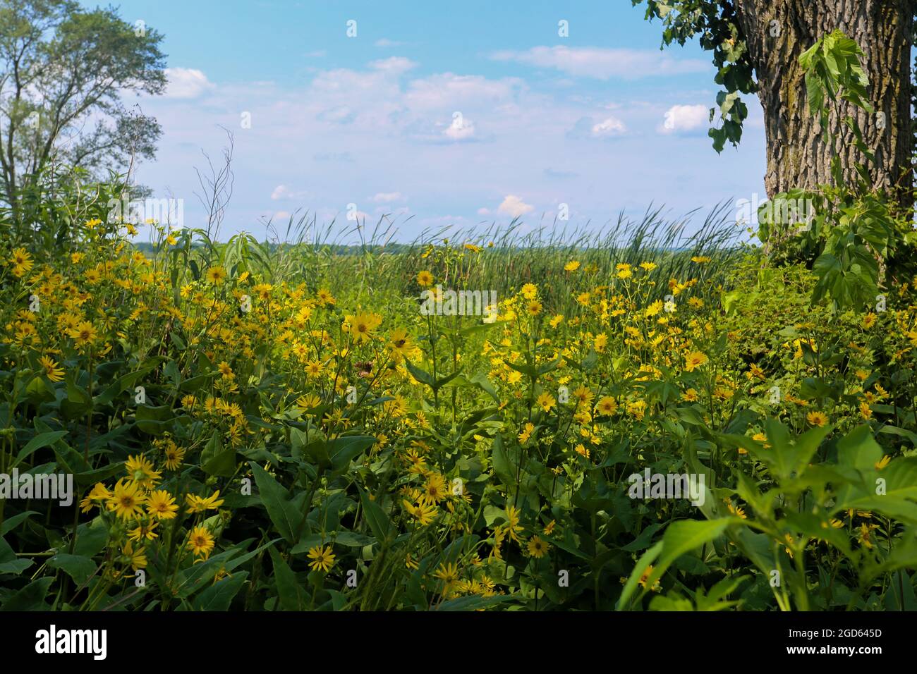Un paesaggio che mostra la bellezza naturale dell'Illinois, Stati Uniti. Foto Stock