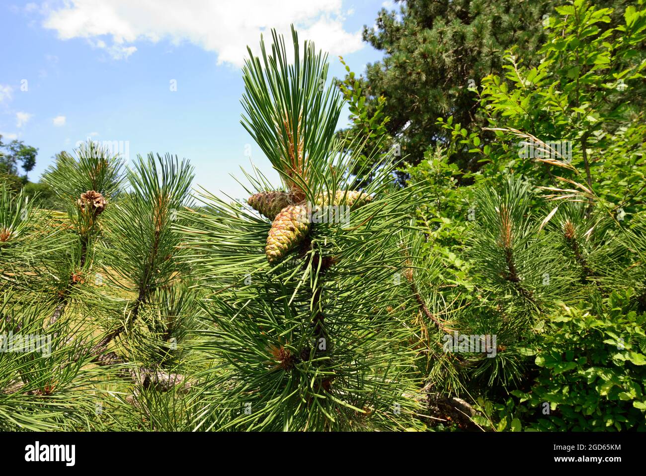 Sparbach, bassa Austria, Austria. Parco Naturale Sparbach. Pino silvestre (Pinus sylvestris) - Legni rossi Foto Stock