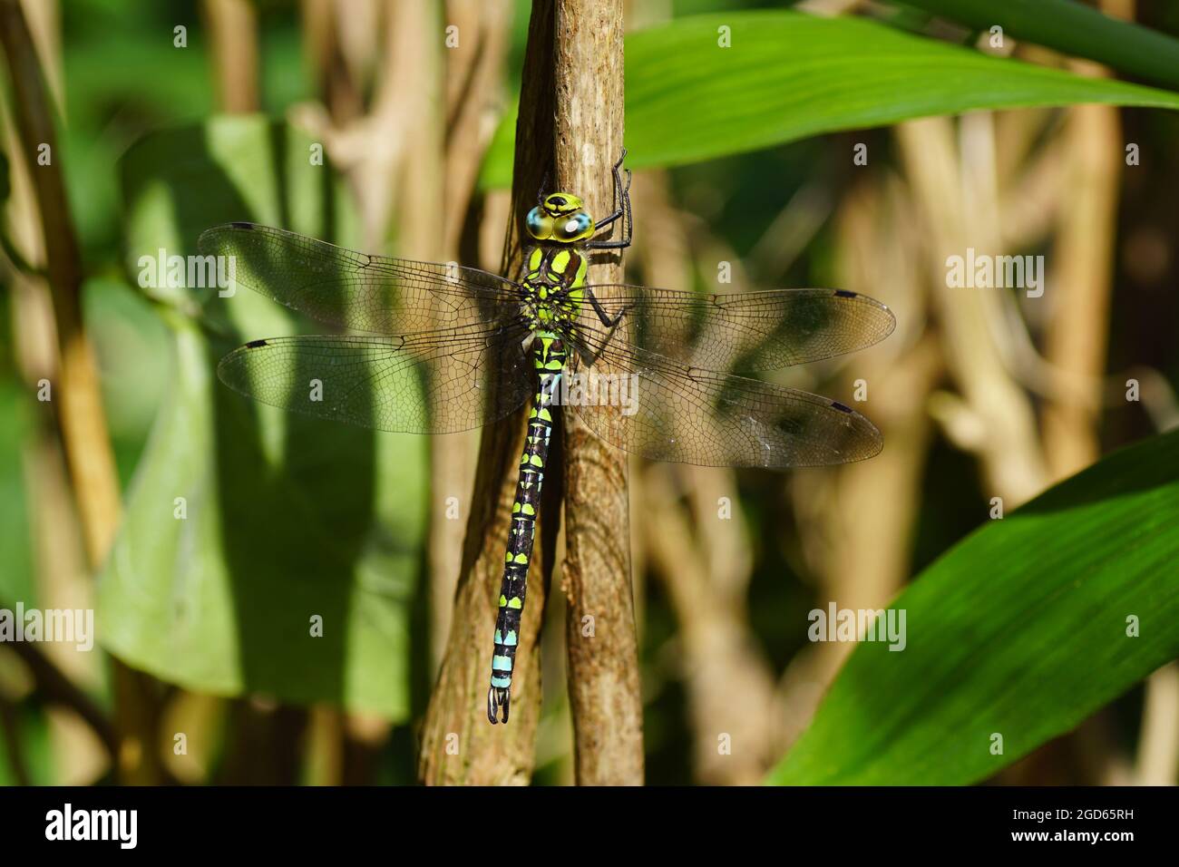 Falco meridionale, falco blu (Aeshna cyanea) della famiglia dei falchi (Aeshnidae), che si aggrappano ad un ramo di arbusto in un giardino olandese. Estate, agosto, Foto Stock