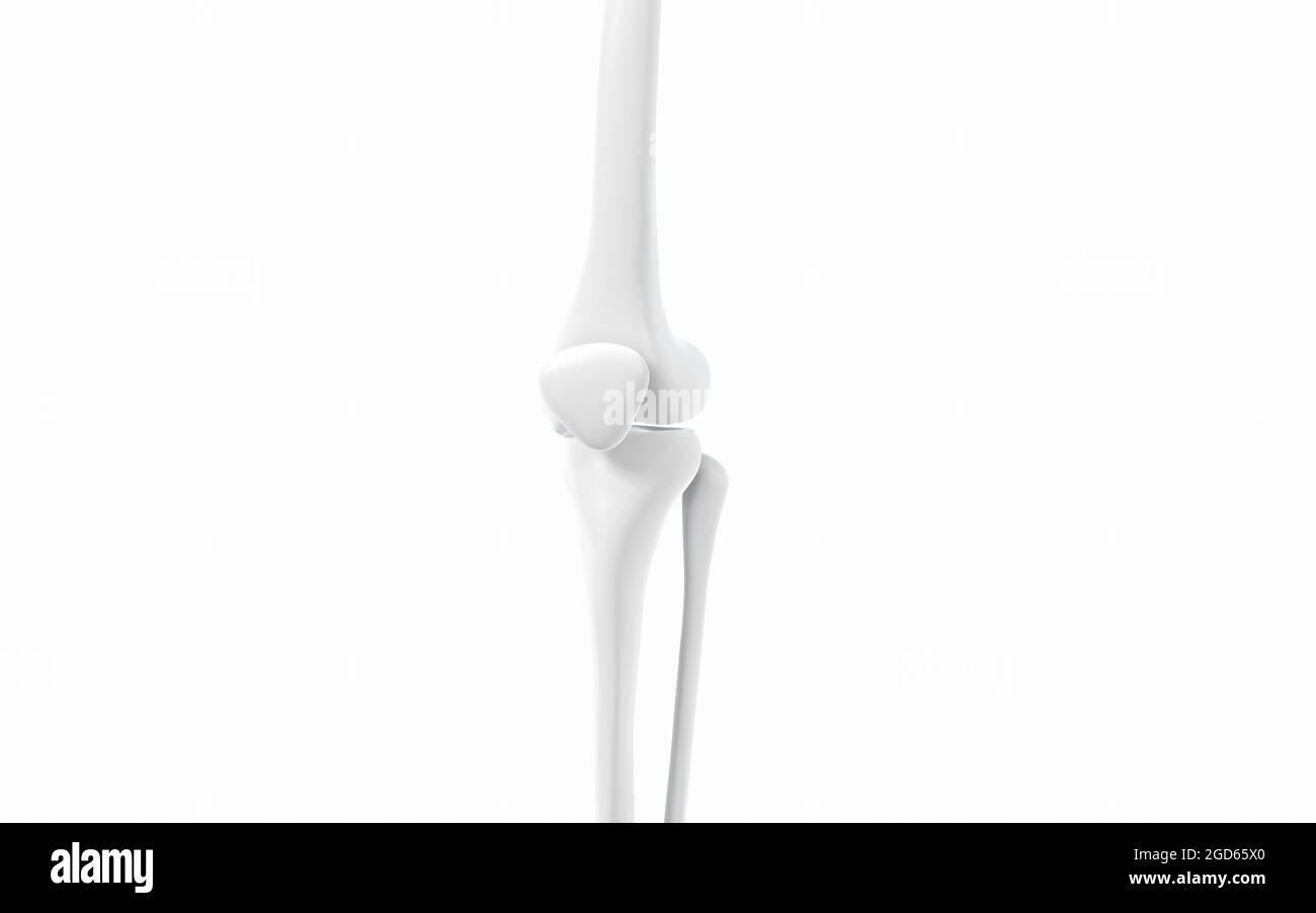Ossa e ginocchia delle gambe, rendering 3d. Disegno digitale per computer. Foto Stock