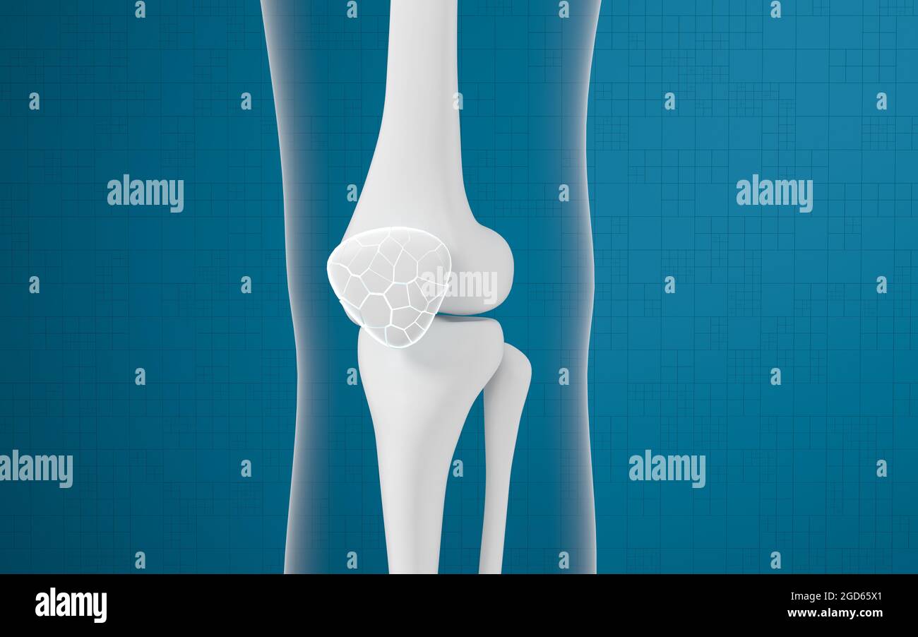 Ossa e ginocchia delle gambe, rendering 3d. Disegno digitale per computer. Foto Stock