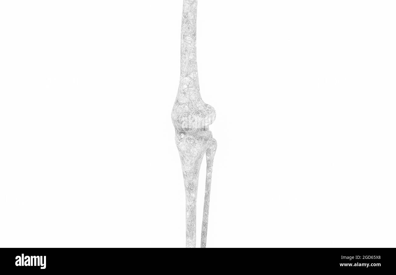 Ossa e ginocchia delle gambe, rendering 3d. Disegno digitale per computer. Foto Stock