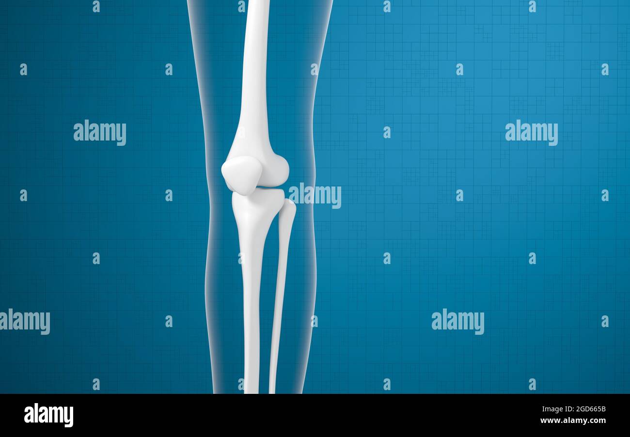 Ossa e ginocchia delle gambe, rendering 3d. Disegno digitale per computer. Foto Stock