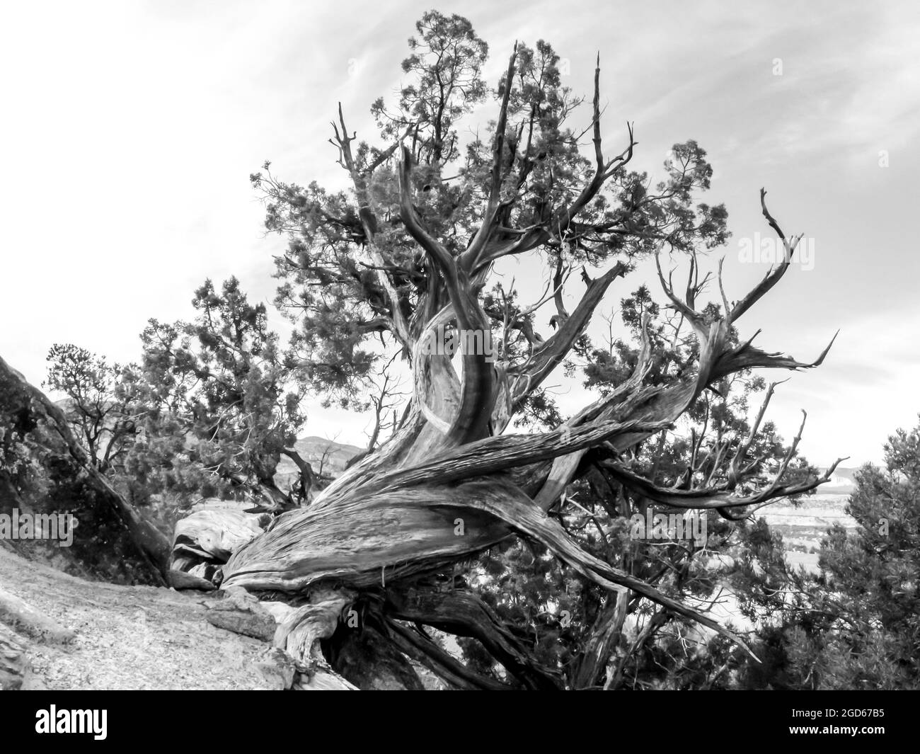 I rami bizzarri e ritorti di uno Utah Juniper parzialmente morto, Juniperus Osteosperma, in bianco e nero, Escalante, Utah Foto Stock