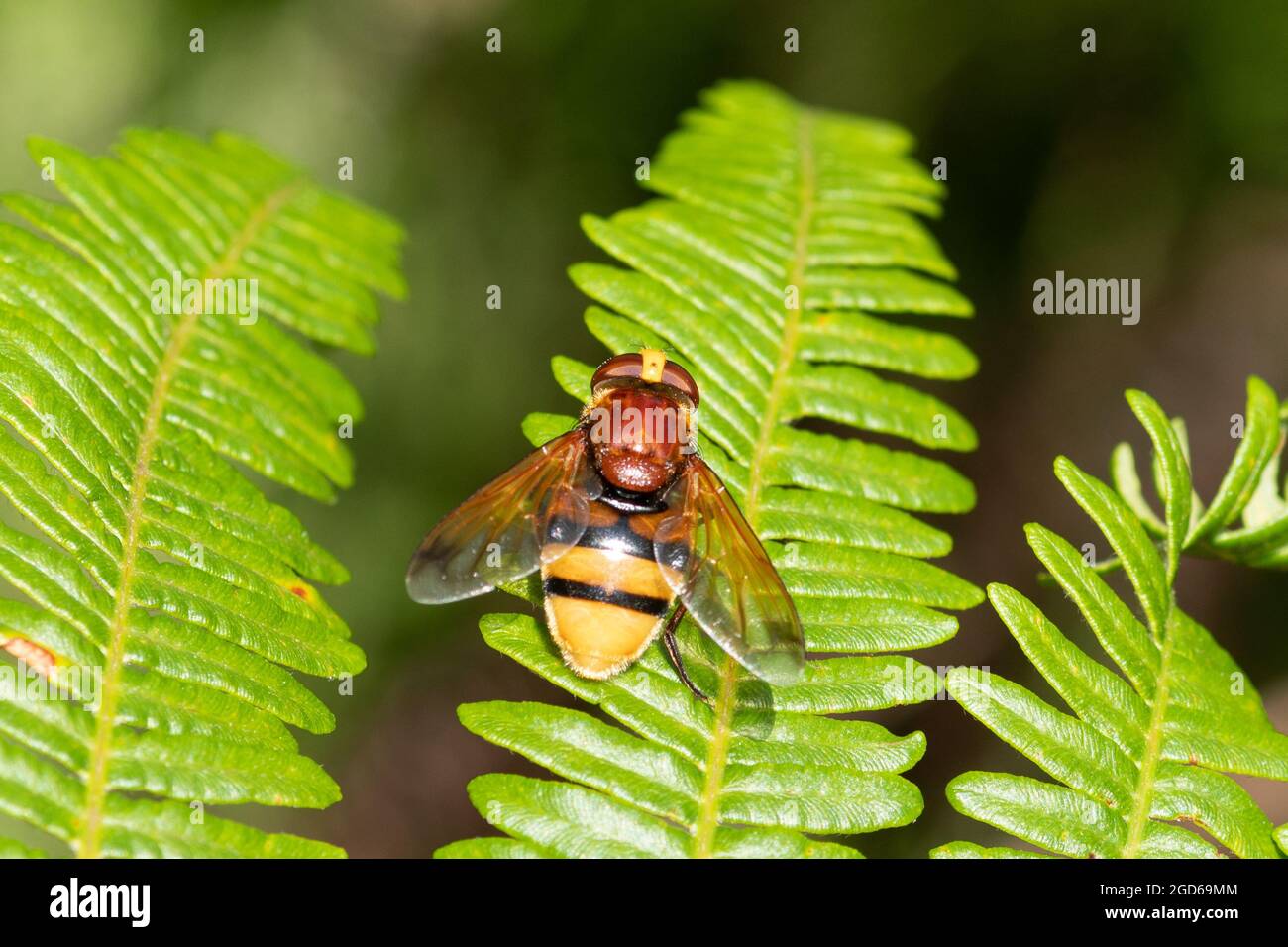 Hornet mimic hoverfly (Volucella zonaria), un grande hoverfly che usa mimicry per la protezione dai predatori, Regno Unito Foto Stock