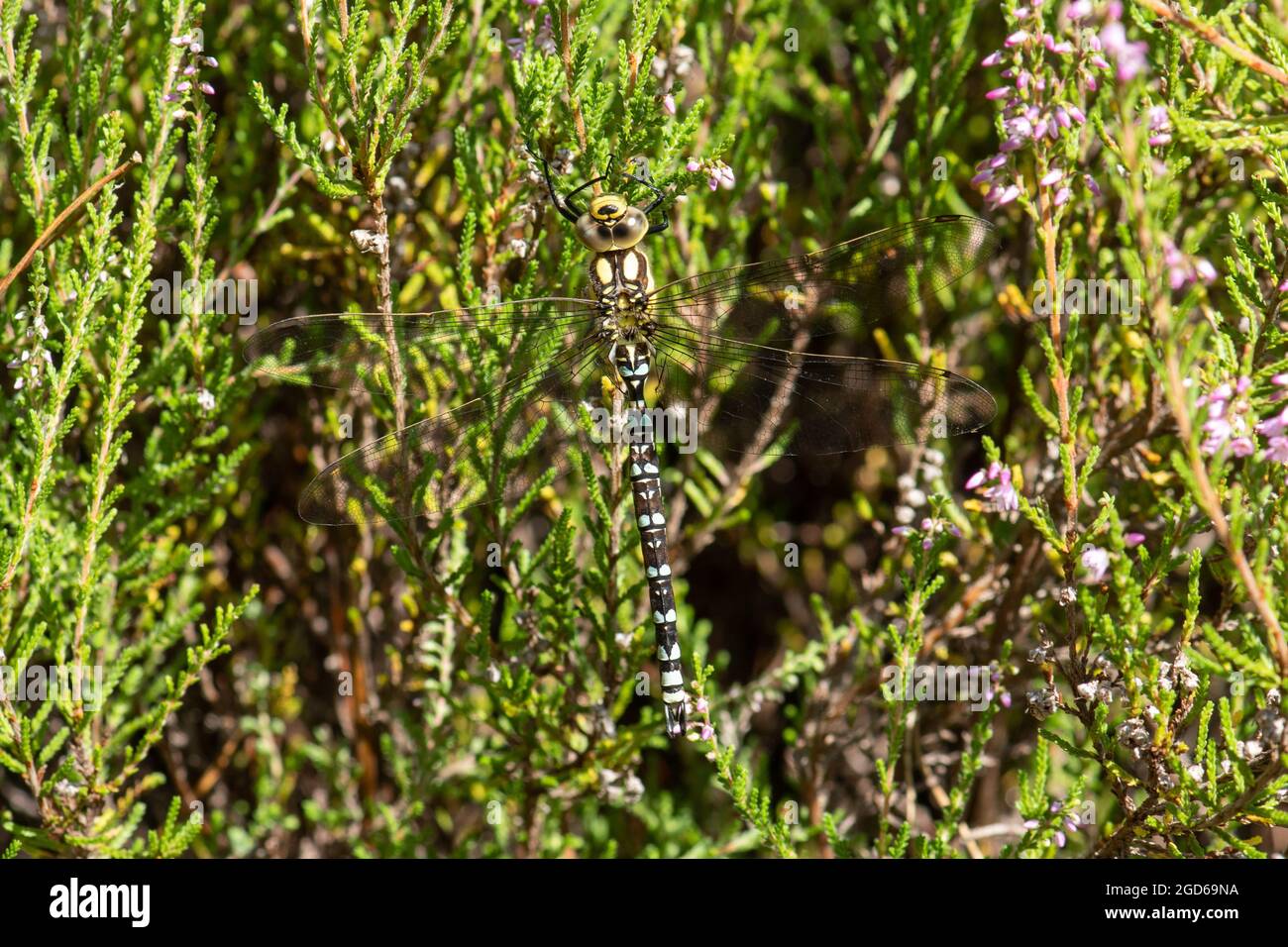 Il falco del sud (Aeshna cyanea) libellula che riposa in erica nell'habitat di erica, Surrey, Inghilterra, Regno Unito, durante l'estate Foto Stock
