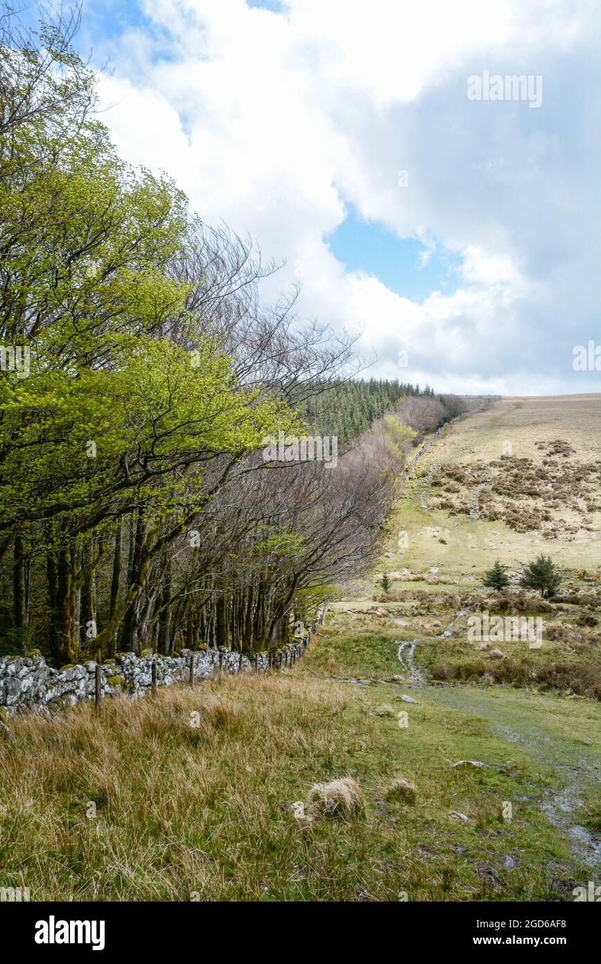 Vicino al confine occidentale della Foresta di Fernworthy su Dartmoor Foto Stock