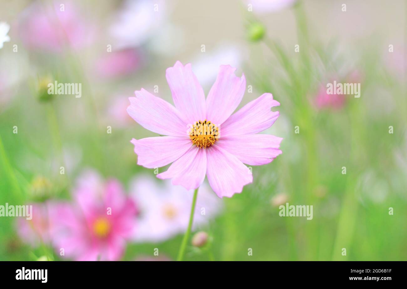 Un fiore rosa circondato da natura pastello. Foto Stock