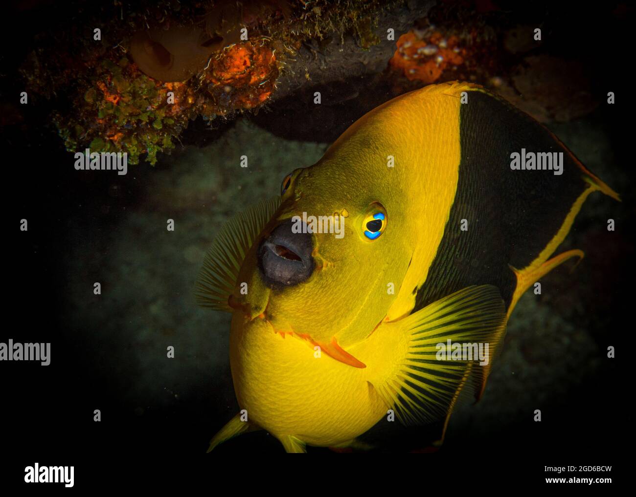 Rock Beauty (Holacanthus tricolore) sulla barriera corallina al largo dell'isola di Sint Maarten, Caraibi olandesi. Foto Stock