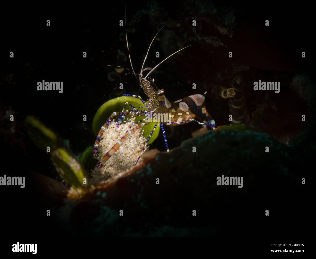 Gamberetti pulenti macchiati (Periclimenes yucatanicus) sulla barriera corallina al largo dell'isola dei Caraibi olandesi di Sint Maarten Foto Stock