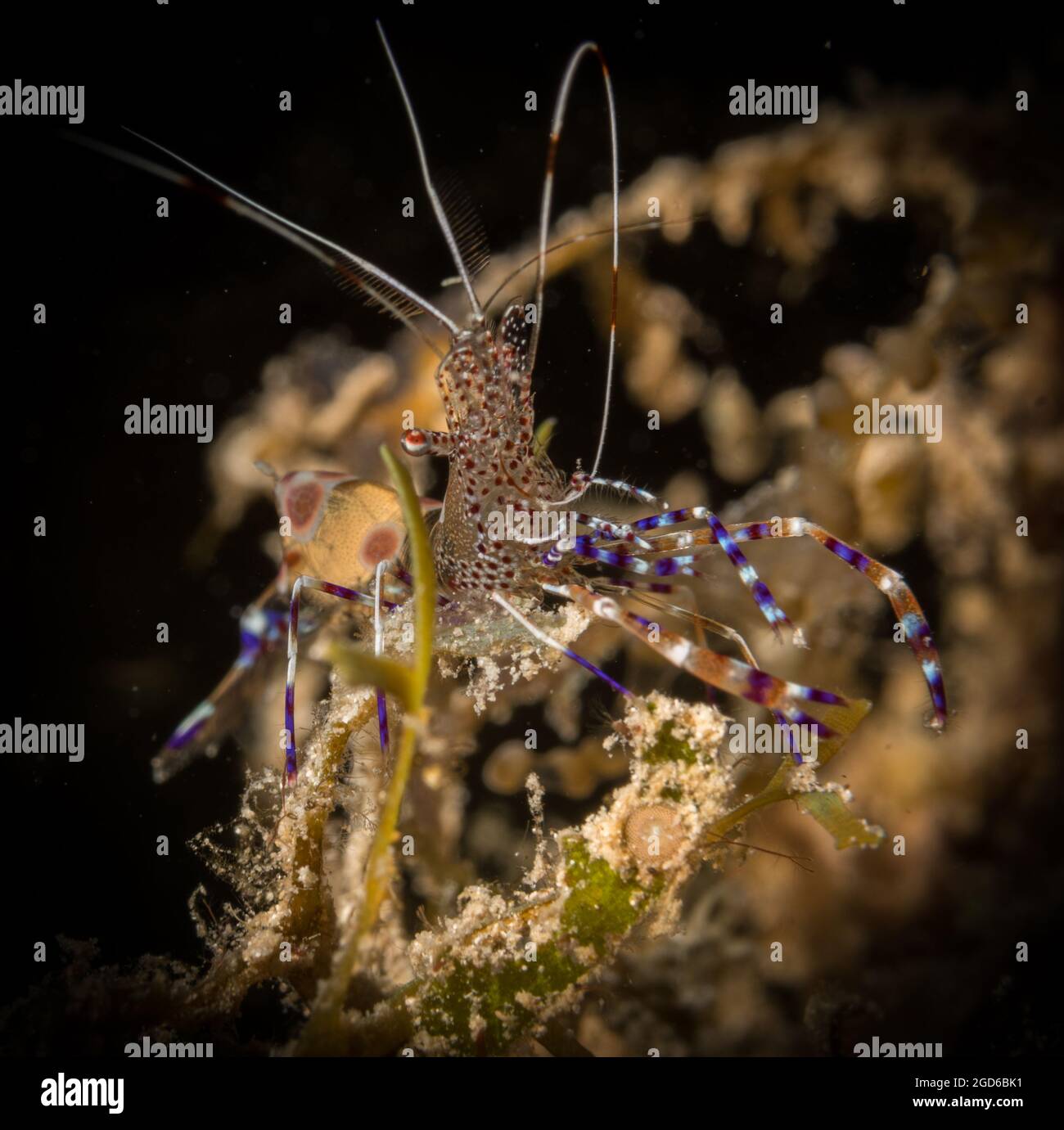 Gamberetti pulenti macchiati (Periclimenes yucatanicus) sulla barriera corallina al largo dell'isola dei Caraibi olandesi di Sint Maarten Foto Stock