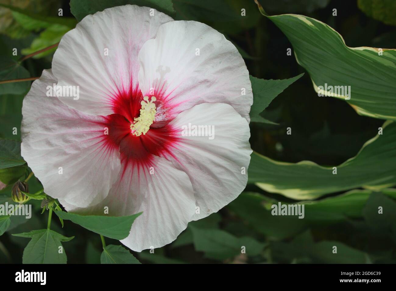 Enorme fiore gigante bianco e rosa di ibisco che cresce nel