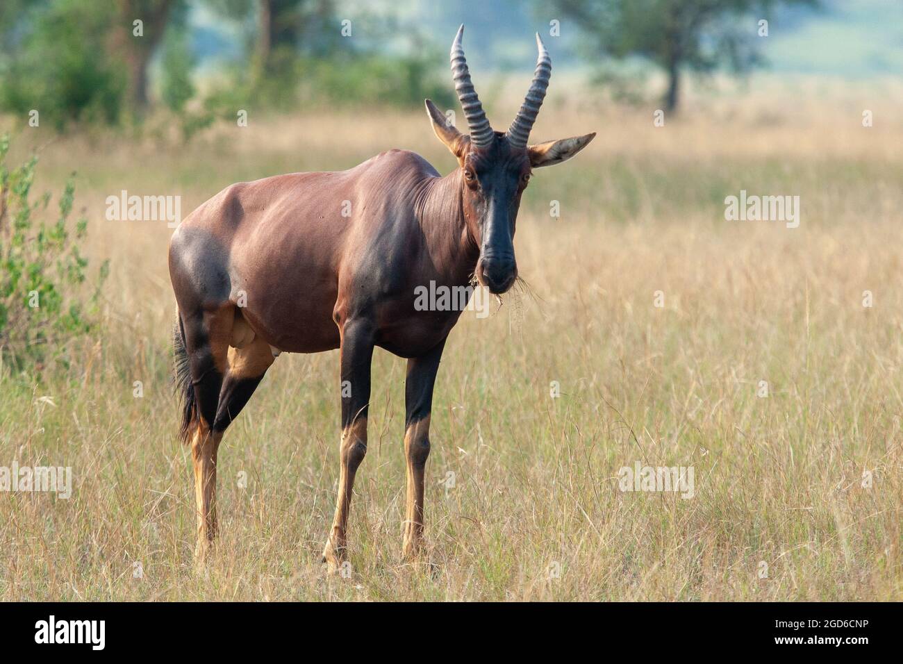 Antelope topi Uganda Queen Elizabeth Park Foto Stock