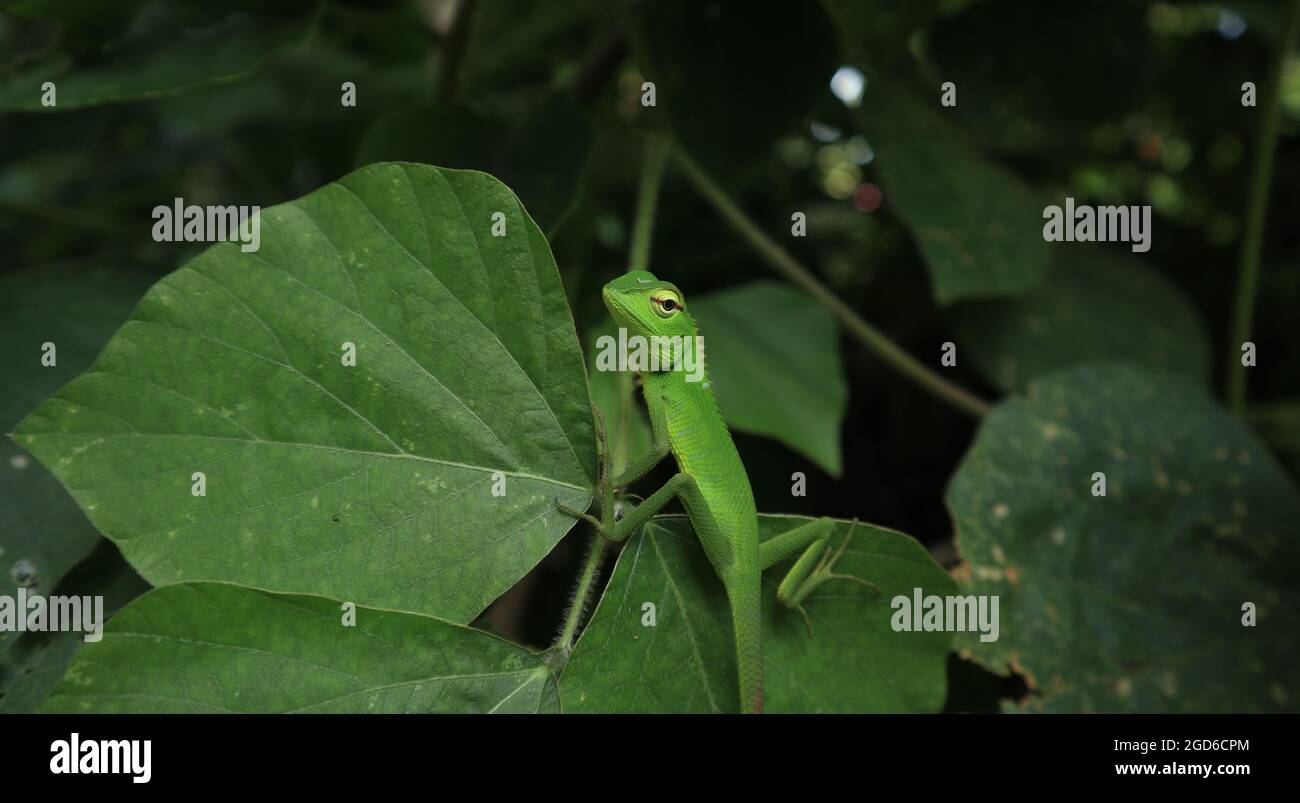 Una lucertola da giardino comune di colore verde seduta su una foglia, girando il collo e guardando qualcos'altro Foto Stock