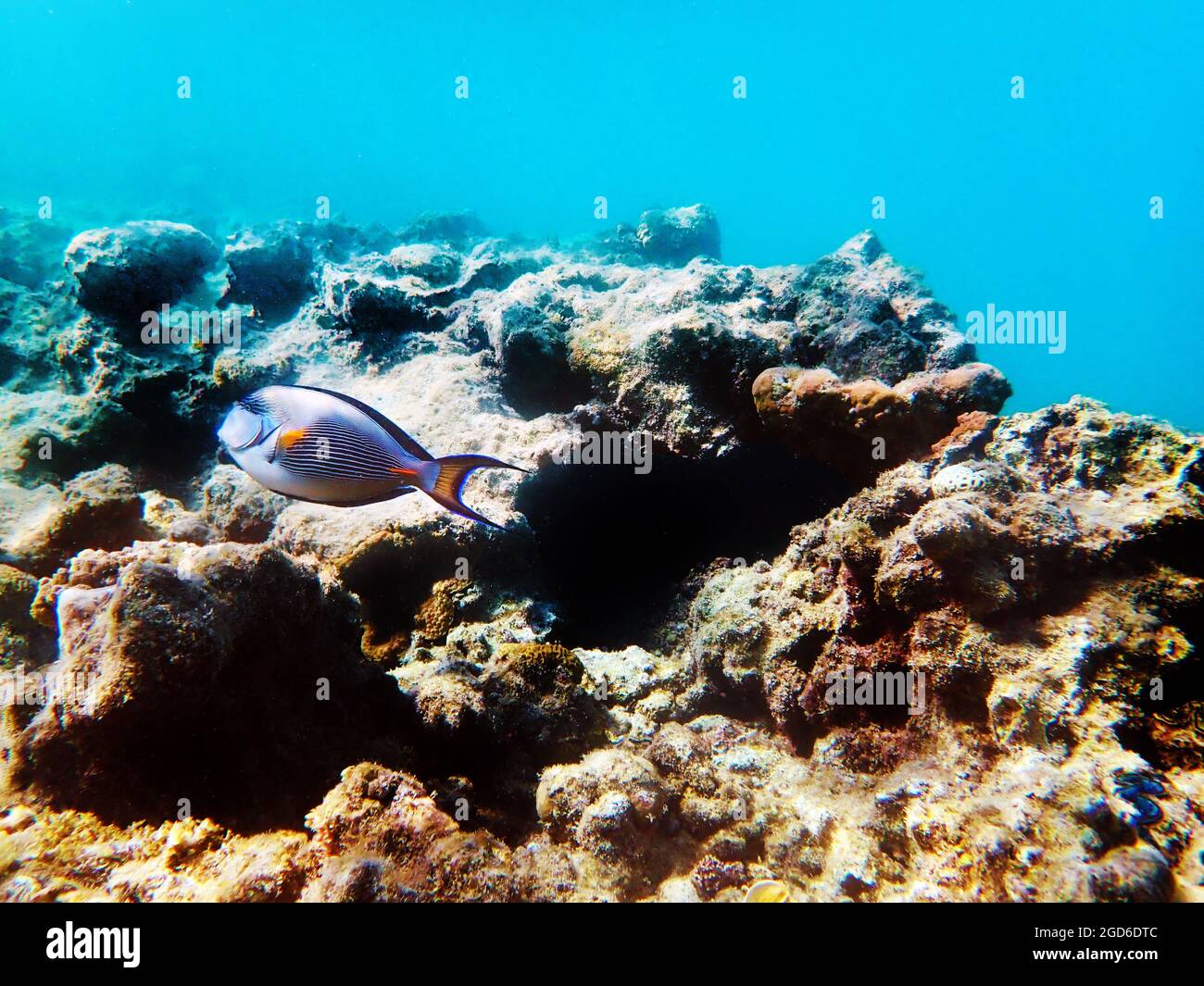 Scena subacquea con Sohal, il re dei Surgeonfishes - Acanthurus Sohal Foto Stock
