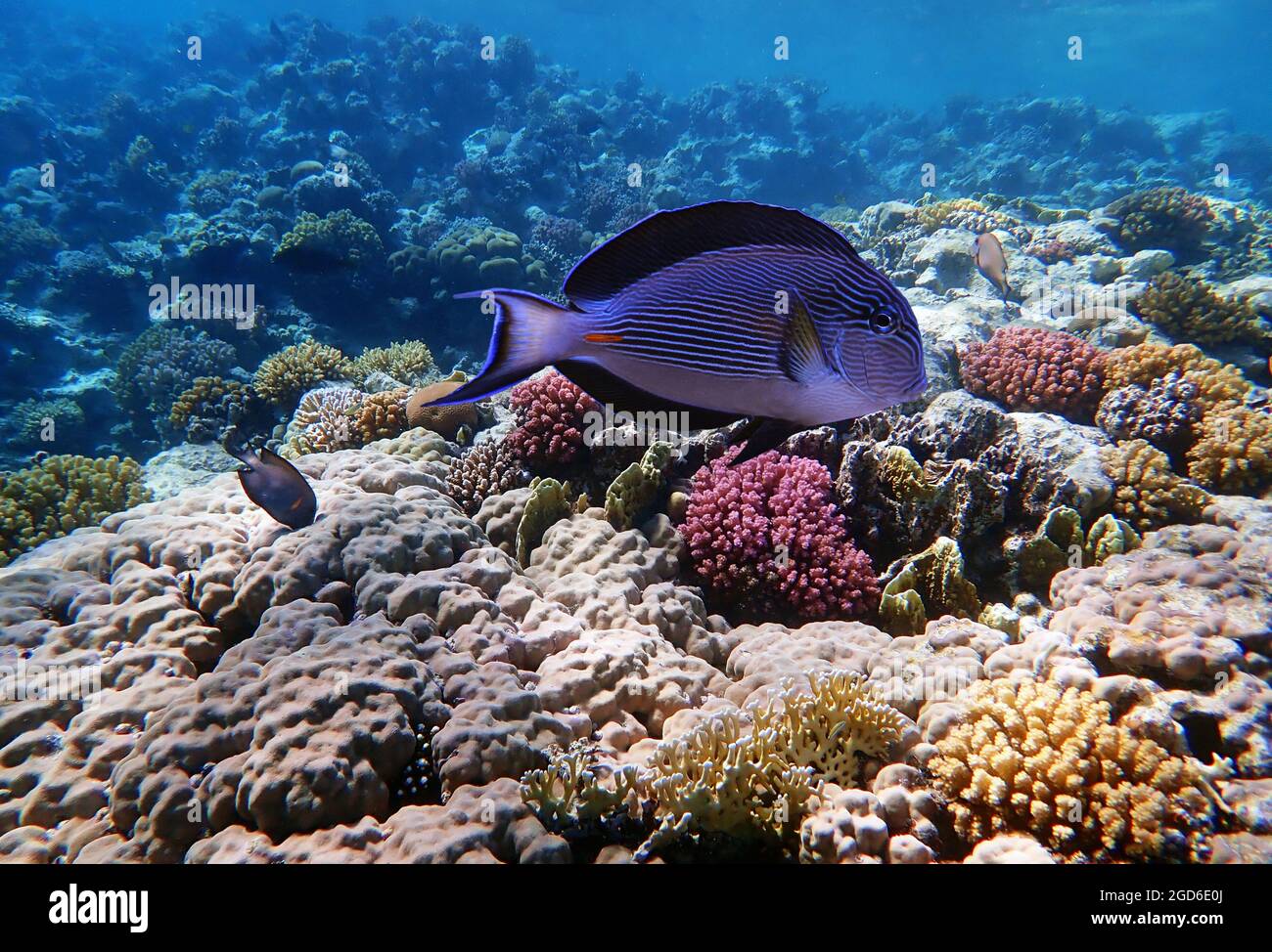 Scena subacquea con Sohal, il re dei Surgeonfishes - Acanthurus Sohal Foto Stock