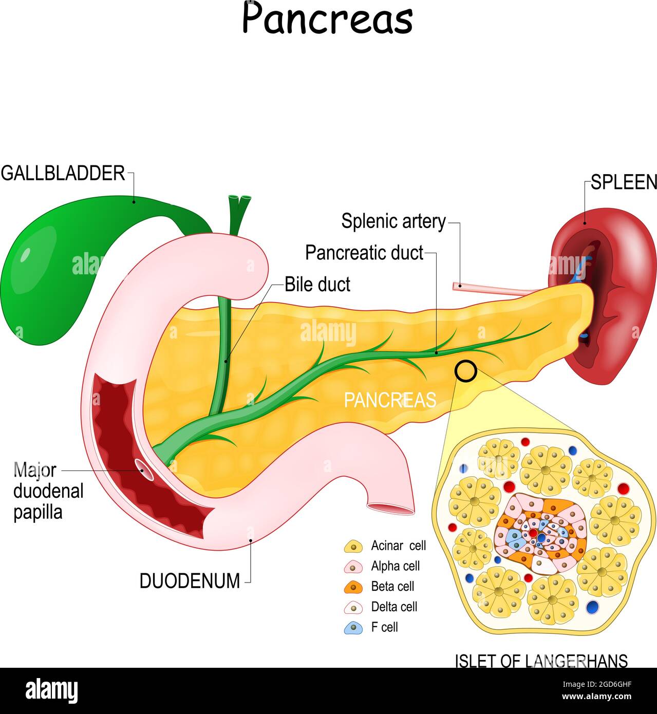 anatomia pancreas. Primo piano di struttura cellulare di isolotto langerhans. Colecisti, dotto biliare, dotto pancreatico, e papilla duodenale maggiore Illustrazione Vettoriale