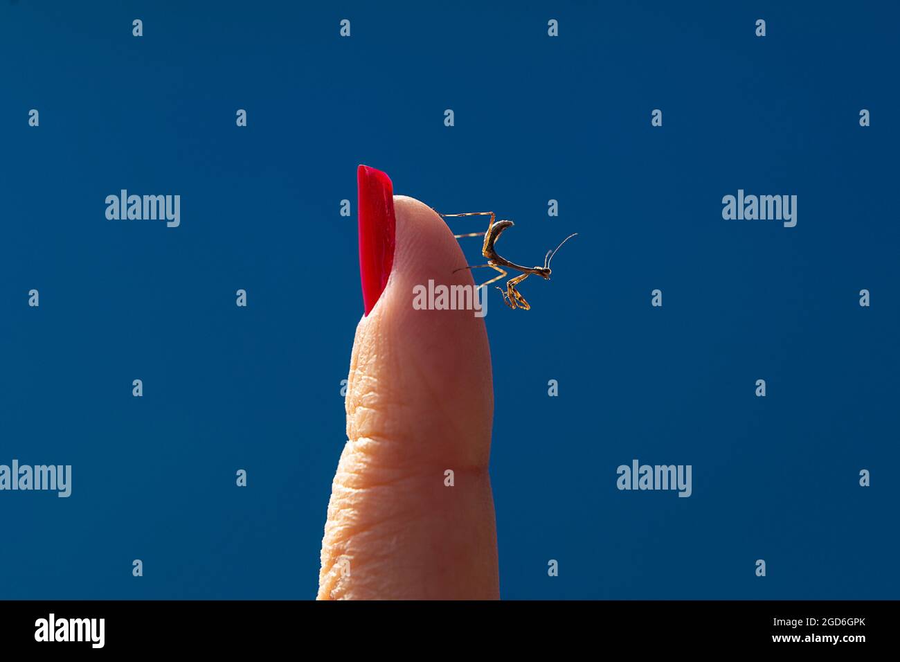 Un dito femminile con unghie dipinte di rosso con mantis in preghiera. Un mantis di preghiera sul dito con sfondo blu. Foto Stock
