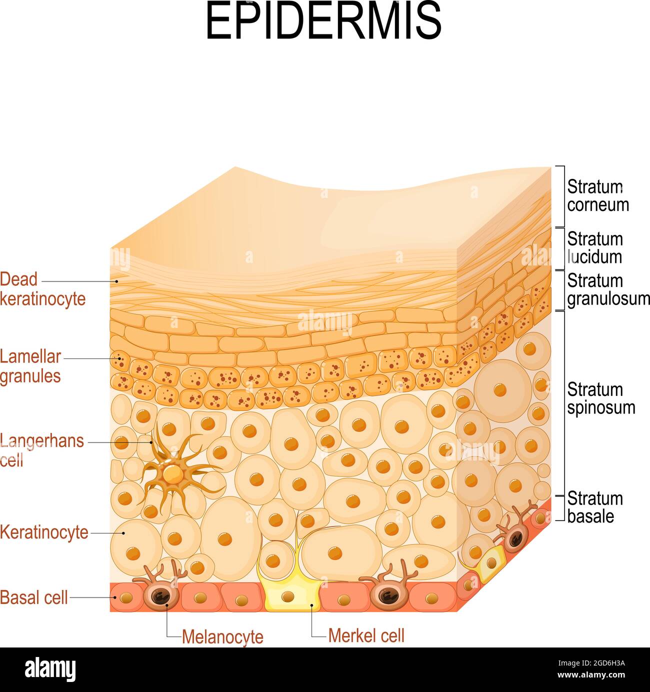 Anatomia epidermica. Strati e struttura cellulare della pelle umana. Primo piano dell'epidermide. Illustrazione vettoriale Illustrazione Vettoriale