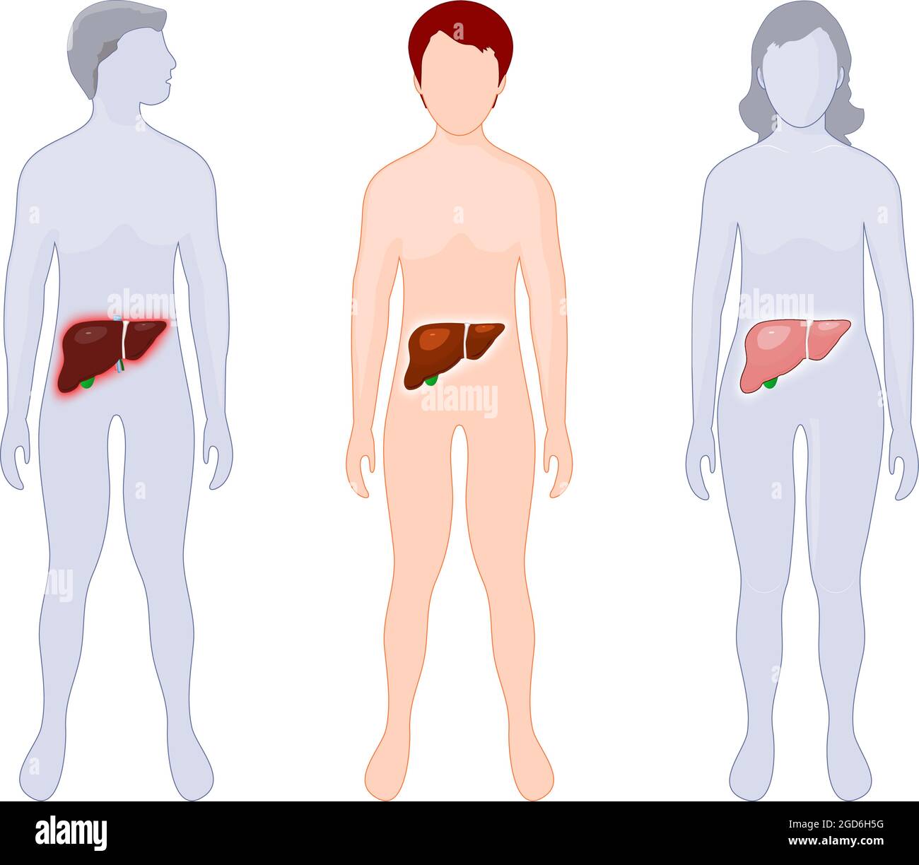 infografiche del fegato. Anatomia umana. Silhouette di un bambino, uomo adulto e donna con fegato illuminato. Malattia epatica. Facile da modificare. Illustrazione vettoriale Illustrazione Vettoriale