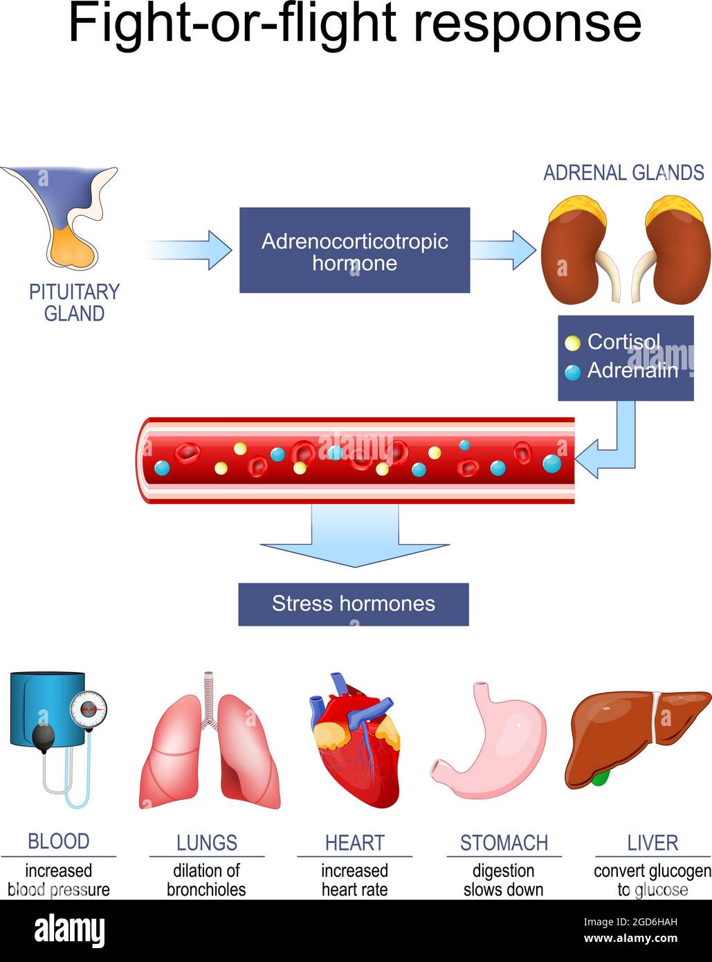 risposta acuta allo stress (ormone). Cortisolo Adrenalin lotta-o-volo di risposta. Risposta lotta-o-volo. Lotta-volo-o-congelamento. Poster vettoriale Illustrazione Vettoriale