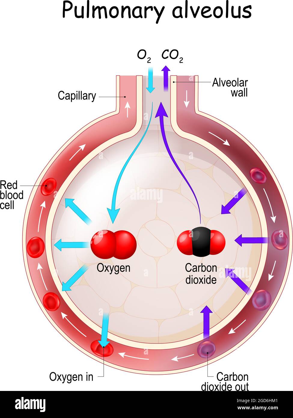 Scambio di gas alveolo. Anatomia dell'alveolo polmonare. Ossigeno e anidride carbonica, inspirazione ed espirazione Illustrazione Vettoriale