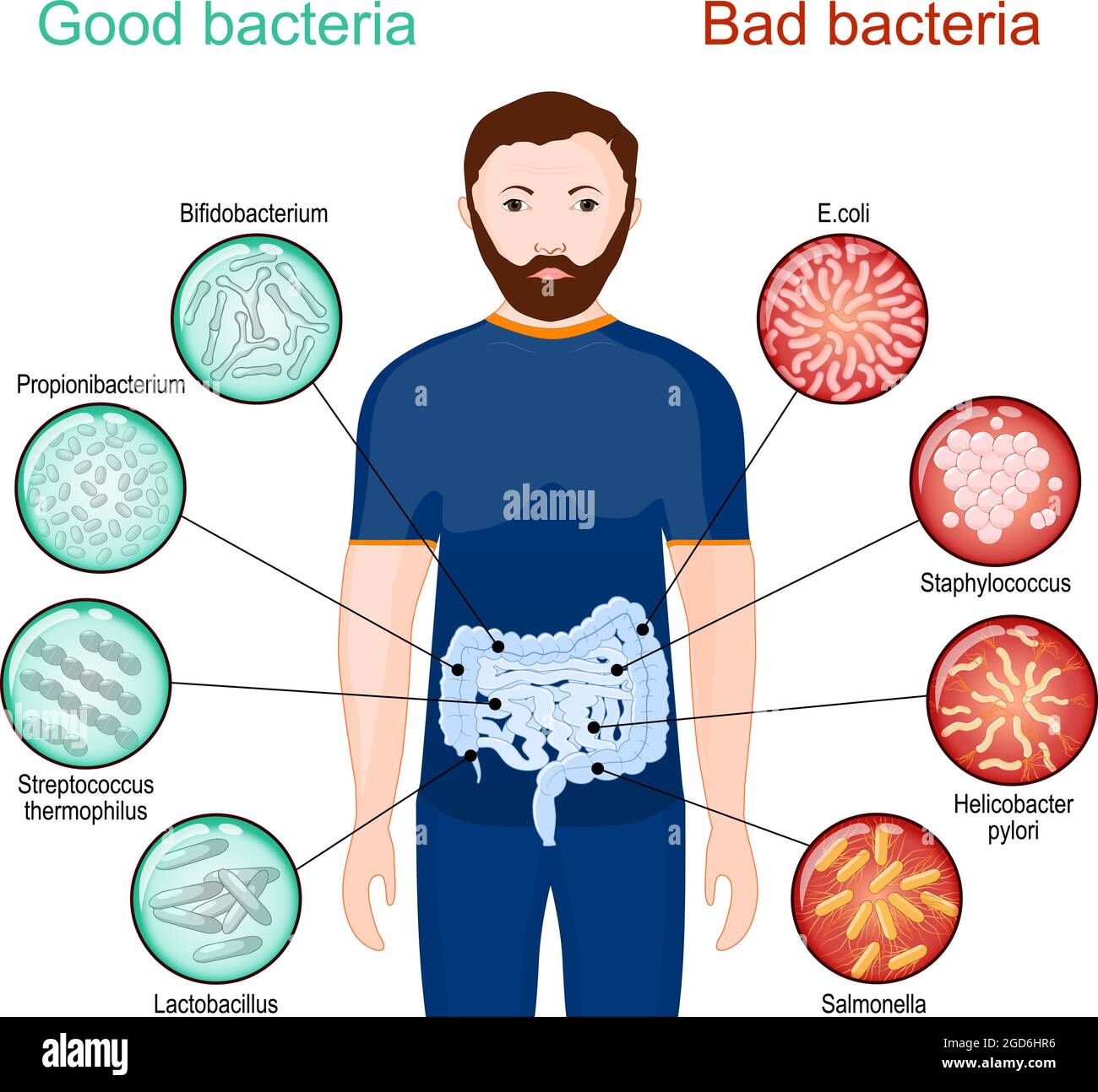 Batteri buoni e cattivi. Poster sui probiotici e la salute degli intestini. Budello microbiota, o flora intestinale. Illustrazione vettoriale Illustrazione Vettoriale