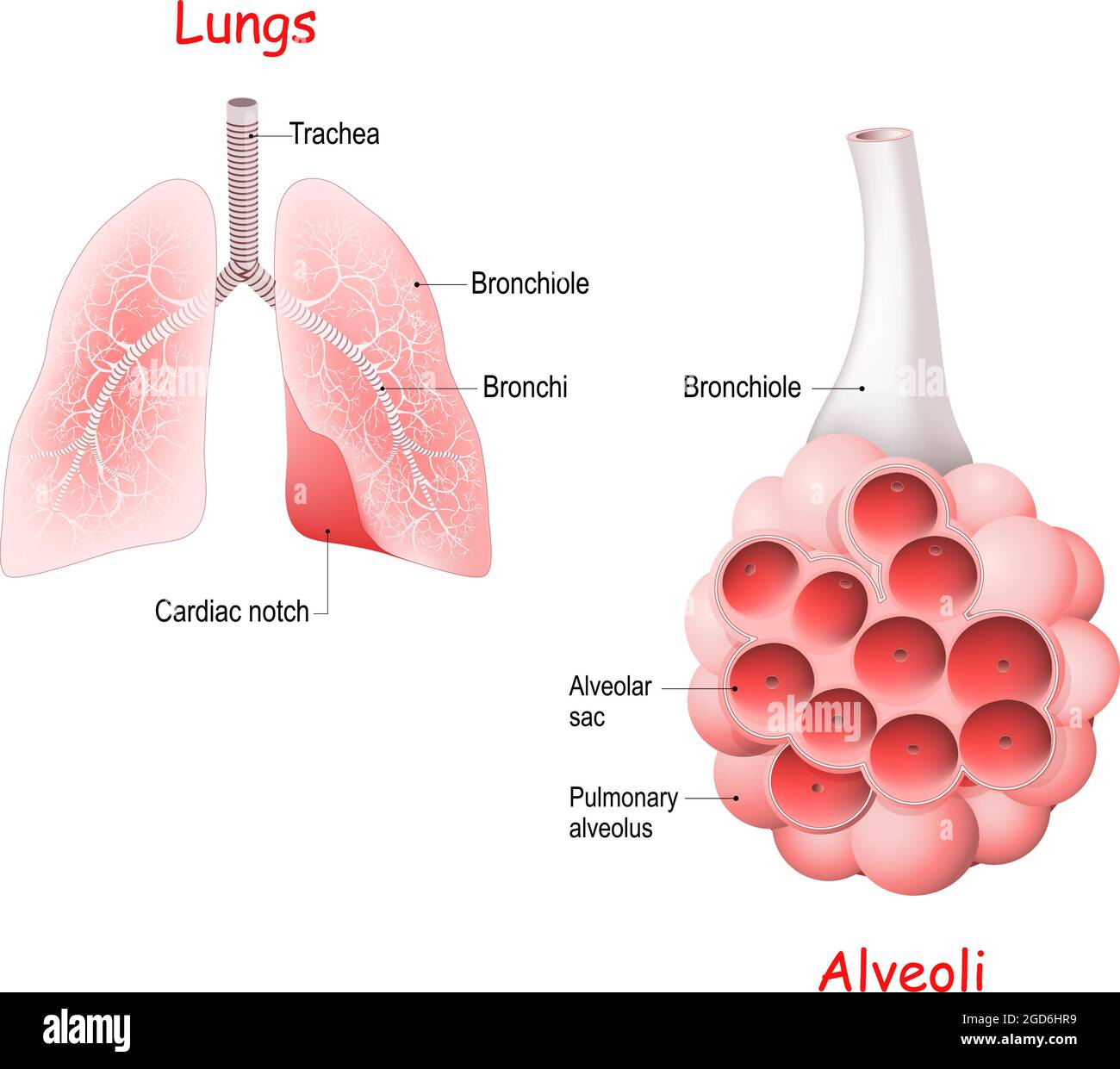 Alveolo polmonare: Alveoli, trachea e bronchiolo nei polmoni. Illustrazione vettoriale Illustrazione Vettoriale