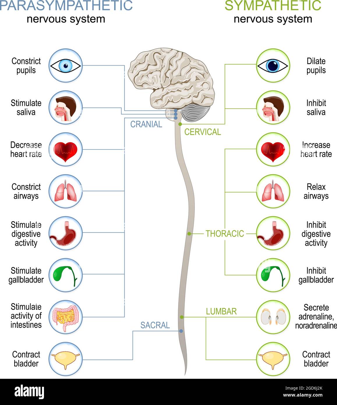 Sistema nervoso simpatico e parasimpatico. Differenza. Diagramma con organi interni collegati, cervello e midollo spinale. Illustrazione vettoriale Illustrazione Vettoriale